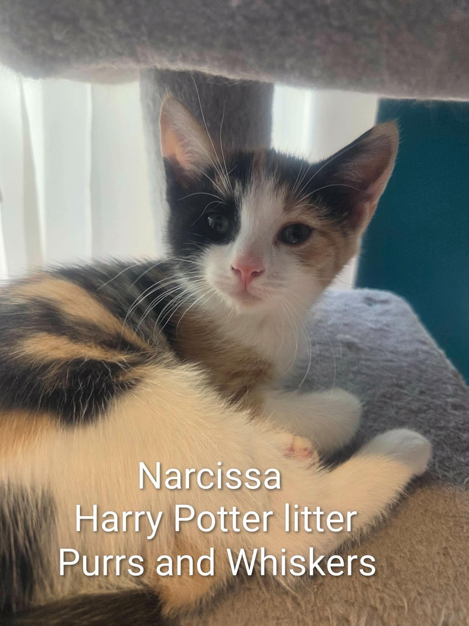 Enlarge Narcissa, a Adoptable Domestic Short Hair in New Hartford, NY image 1/1