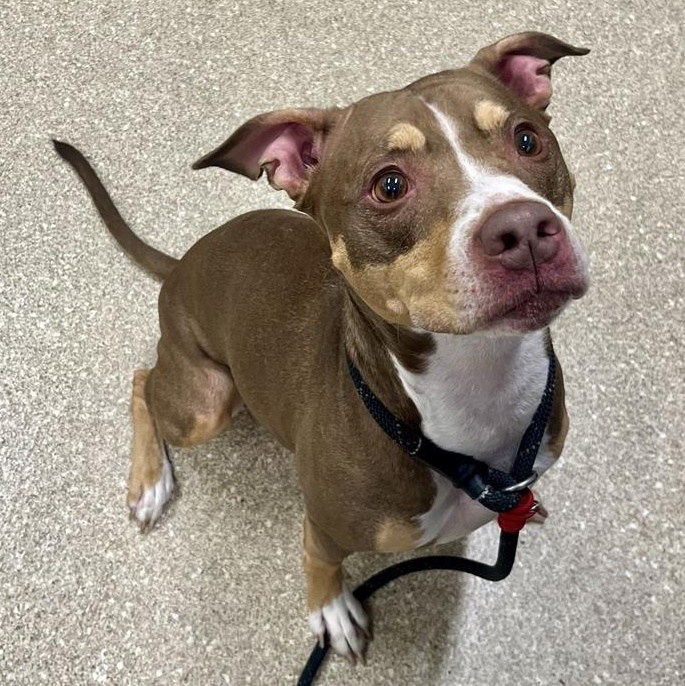 Enlarge Ariel, a Adoptable Pit Bull Terrier in Prince Frederick, MD image 1/1