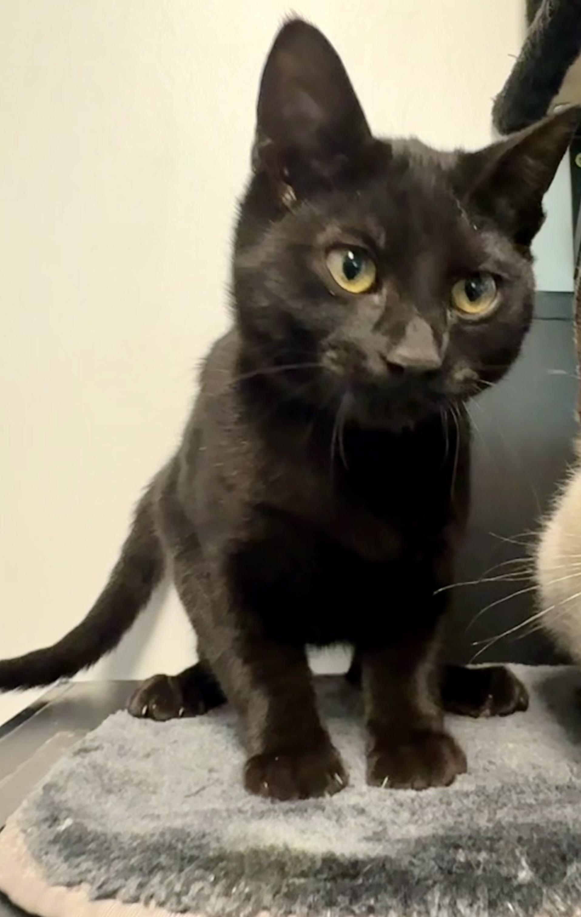 Enlarge Porter, a ADOPTABLE Domestic Short Hair in Crescent City, CA image 3/4