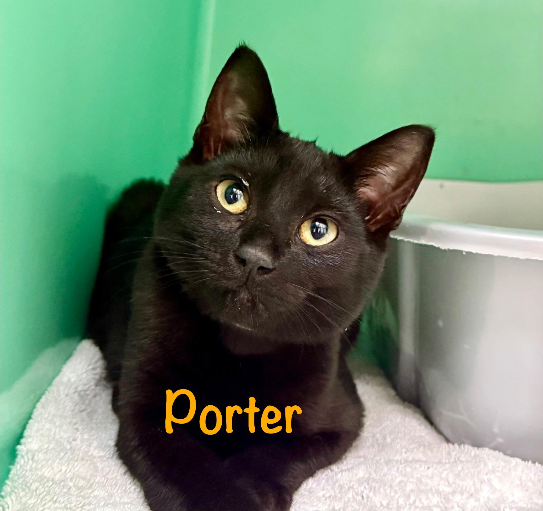 Enlarge Porter, a ADOPTABLE Domestic Short Hair in Crescent City, CA image 1/4