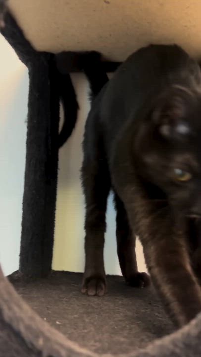 Enlarge Porter, a ADOPTABLE Domestic Short Hair in Crescent City, CA video 4/4