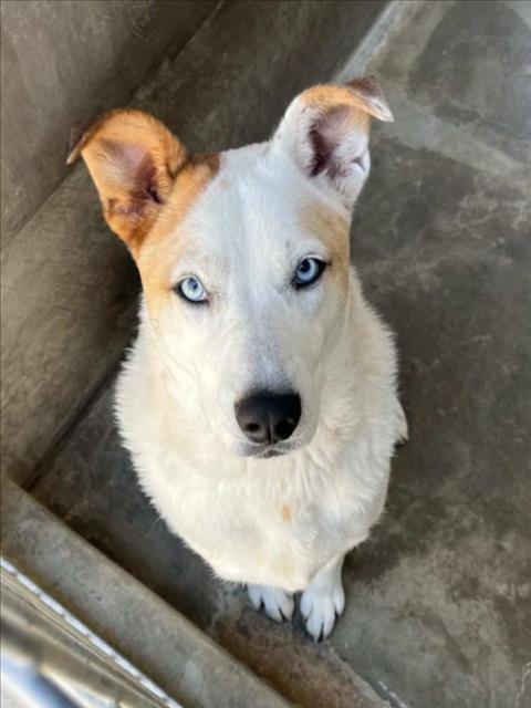 SKY, Adoptable, Adult Male Siberian Husky & Pit Bull Terrier.