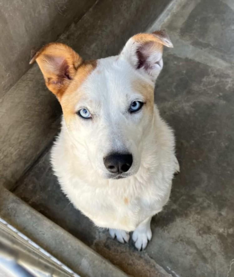 Enlarge SKY, a Adoptable mixed breed in Los Angeles, CA image 1/1
