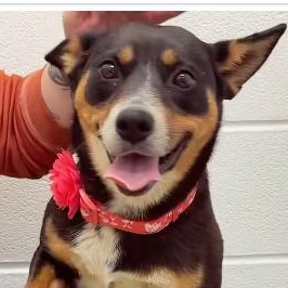 COPPER (Video), Adoptable, Adult Female Australian Kelpie.