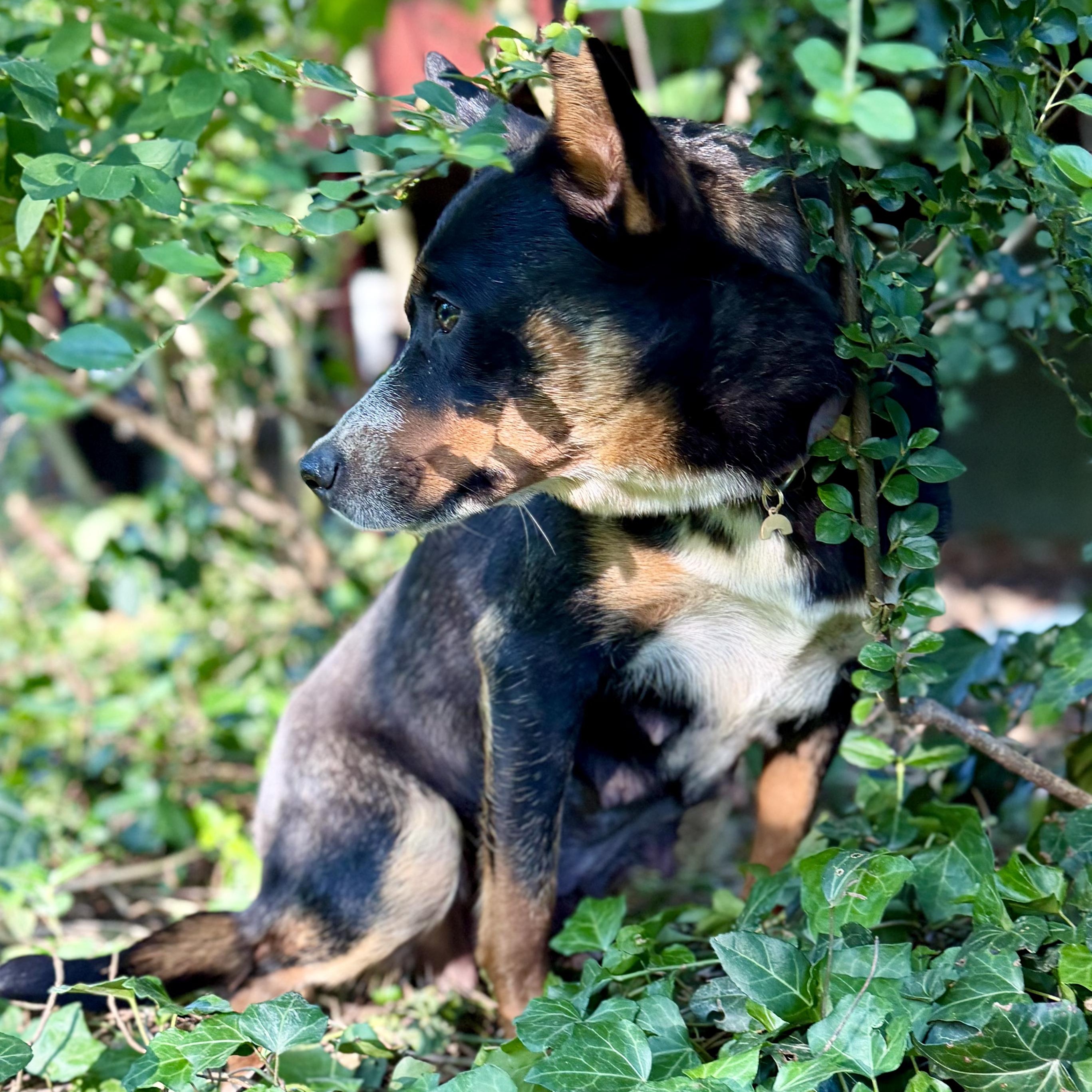 COPPER (Video), a Adoptable mixed breed in Ashland, OH image 3/6