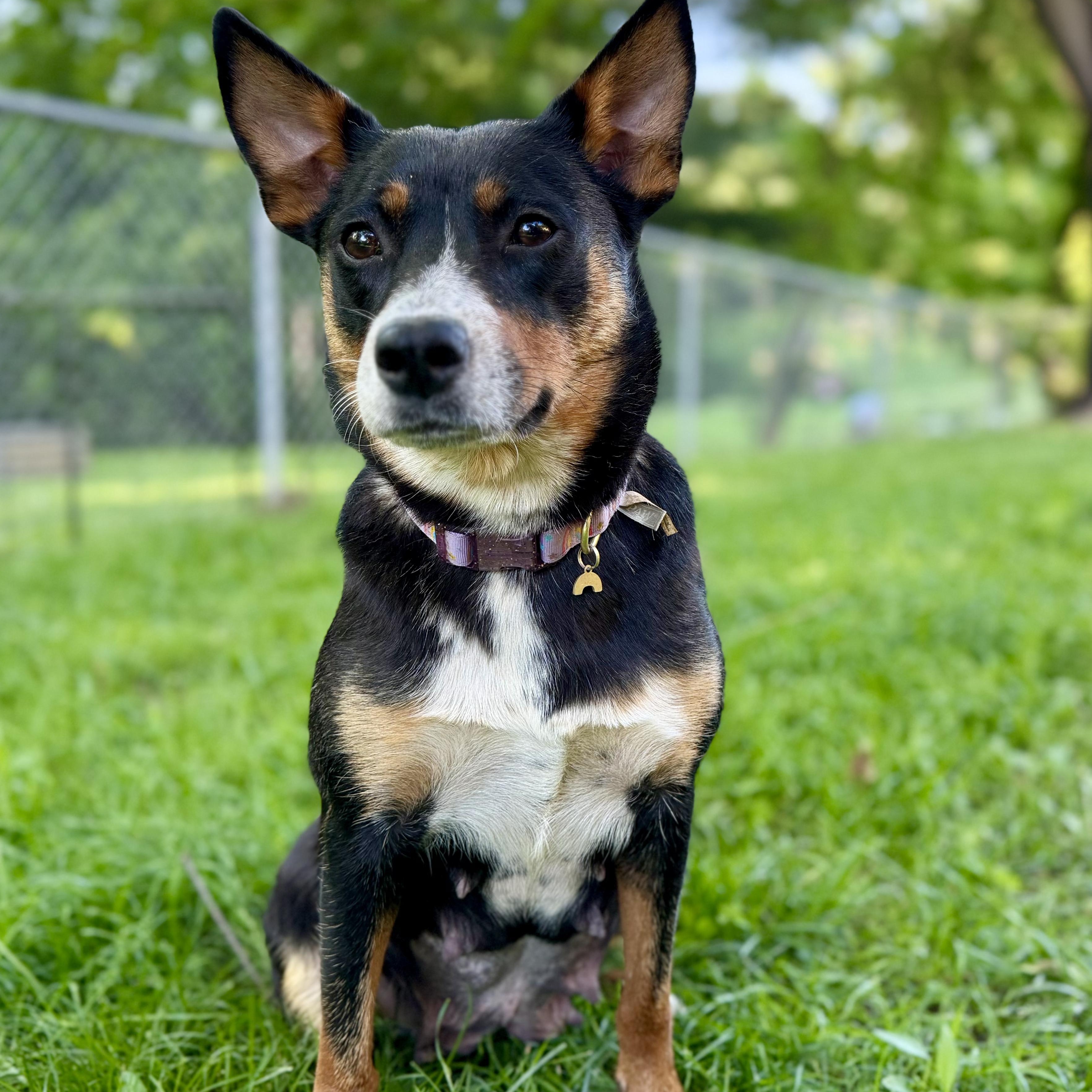 COPPER (Video), a Adoptable mixed breed in Ashland, OH image 2/6