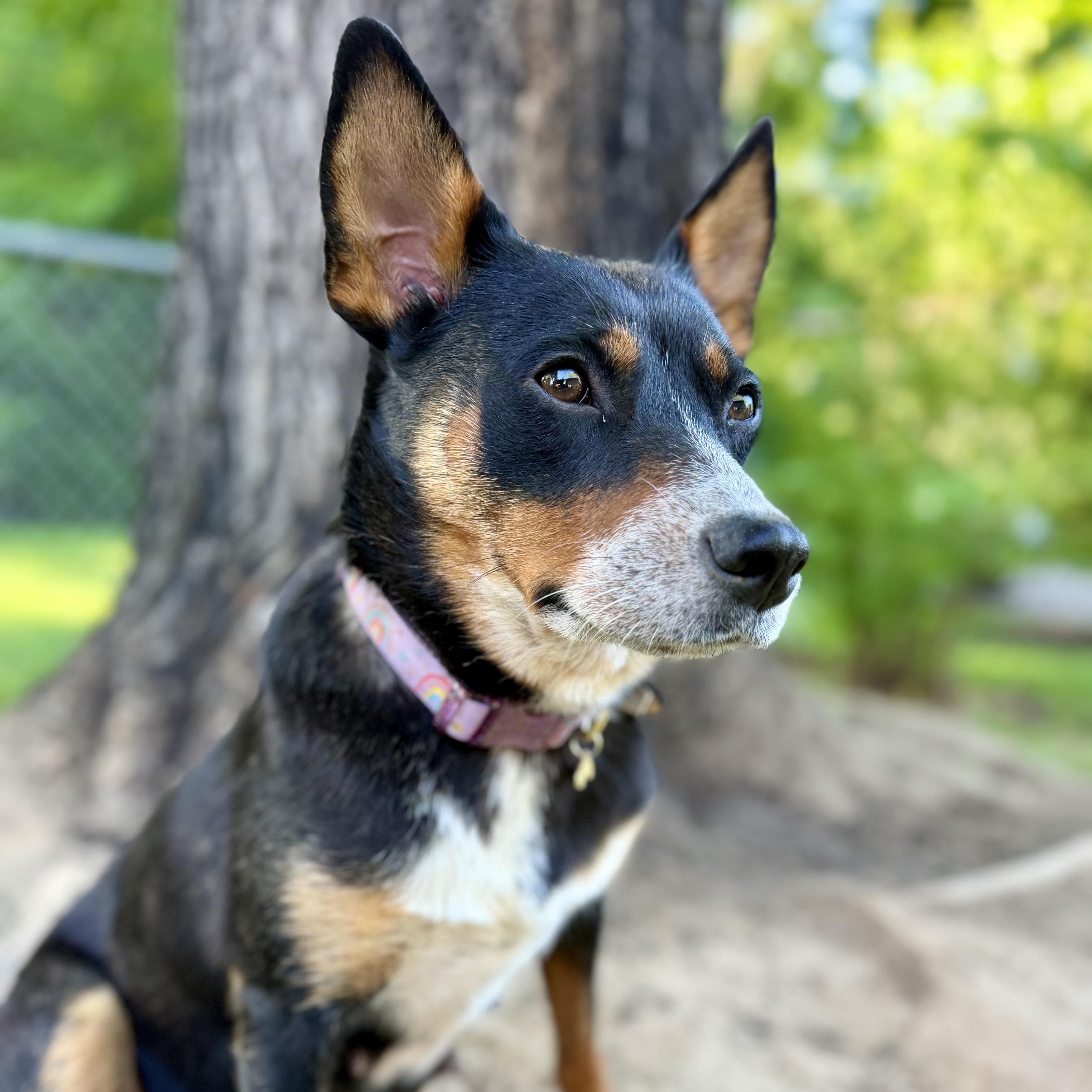 COPPER (Video), a Adoptable mixed breed in Ashland, OH image 5/6