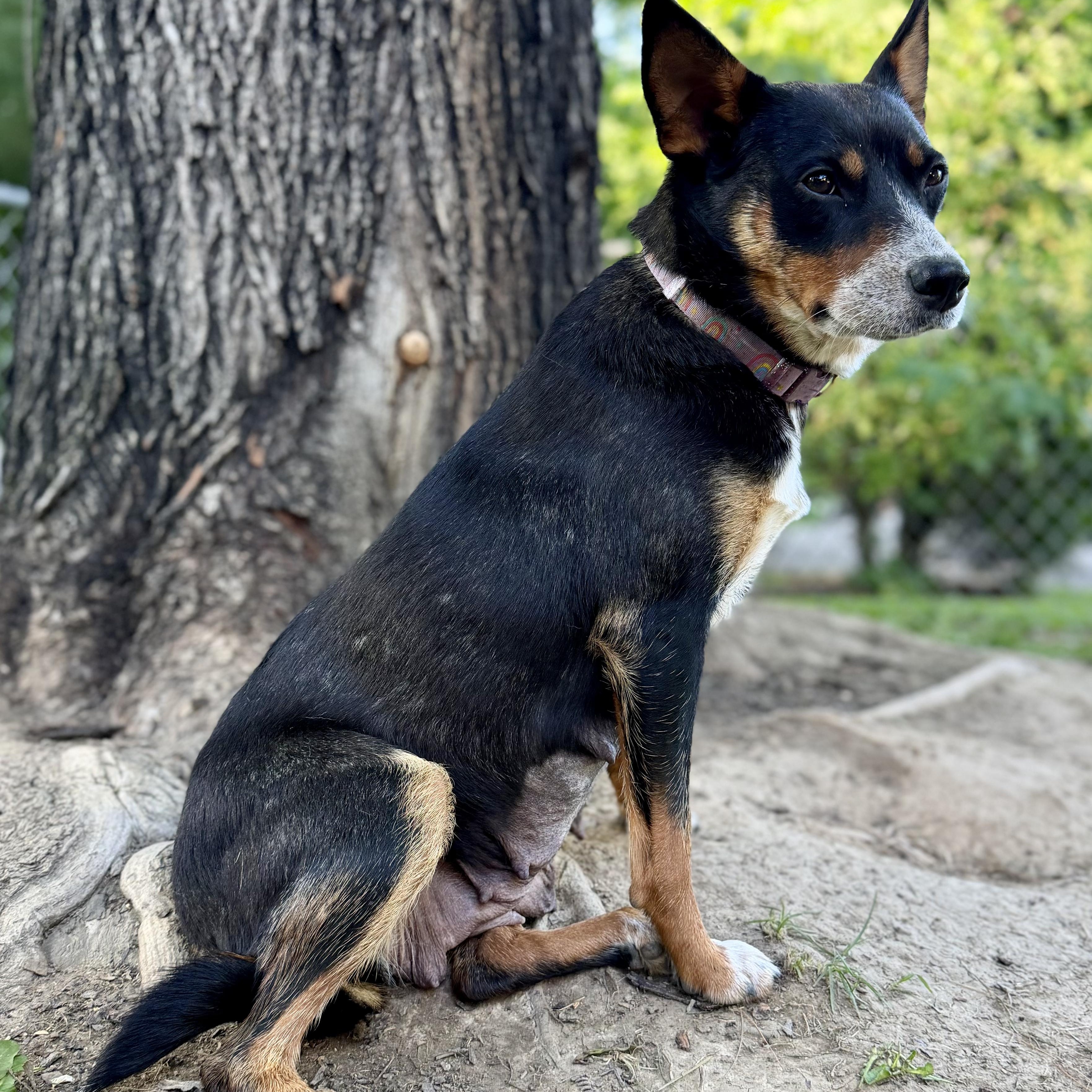 COPPER (Video), a Adoptable mixed breed in Ashland, OH image 4/6