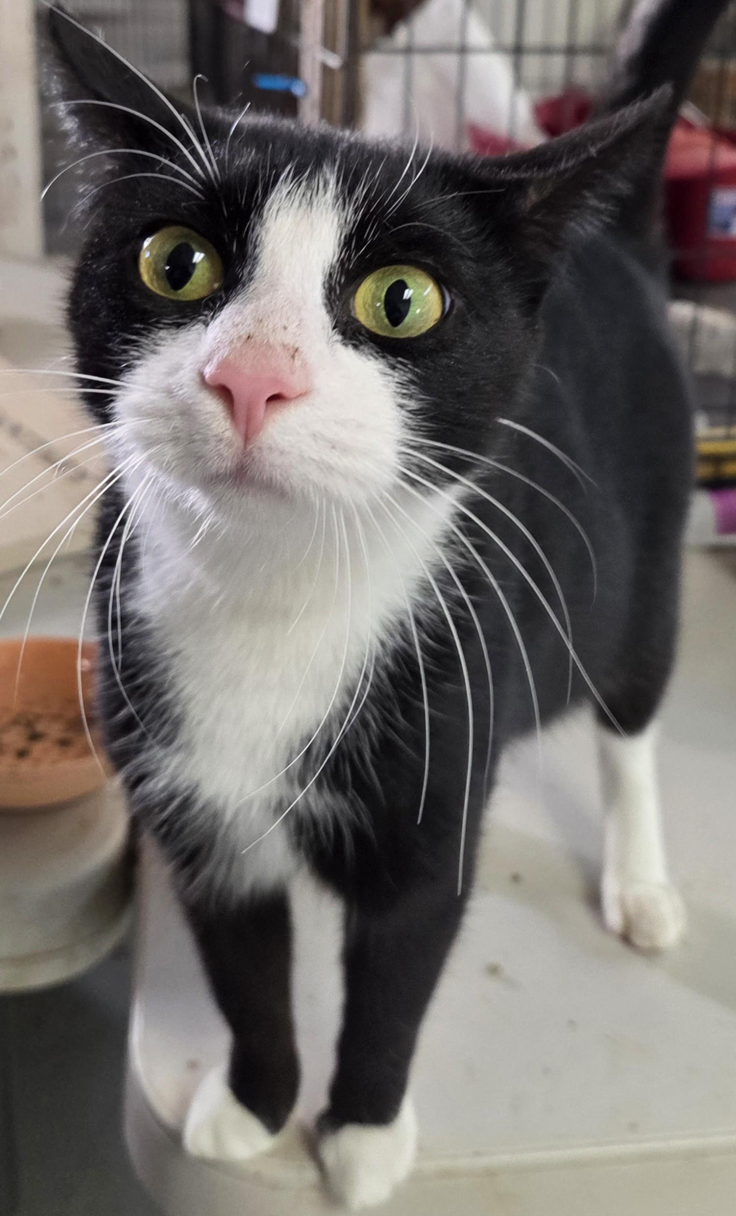 Enlarge Nelly, a ADOPTABLE Domestic Short Hair in Mansfield Center, CT image 3/3