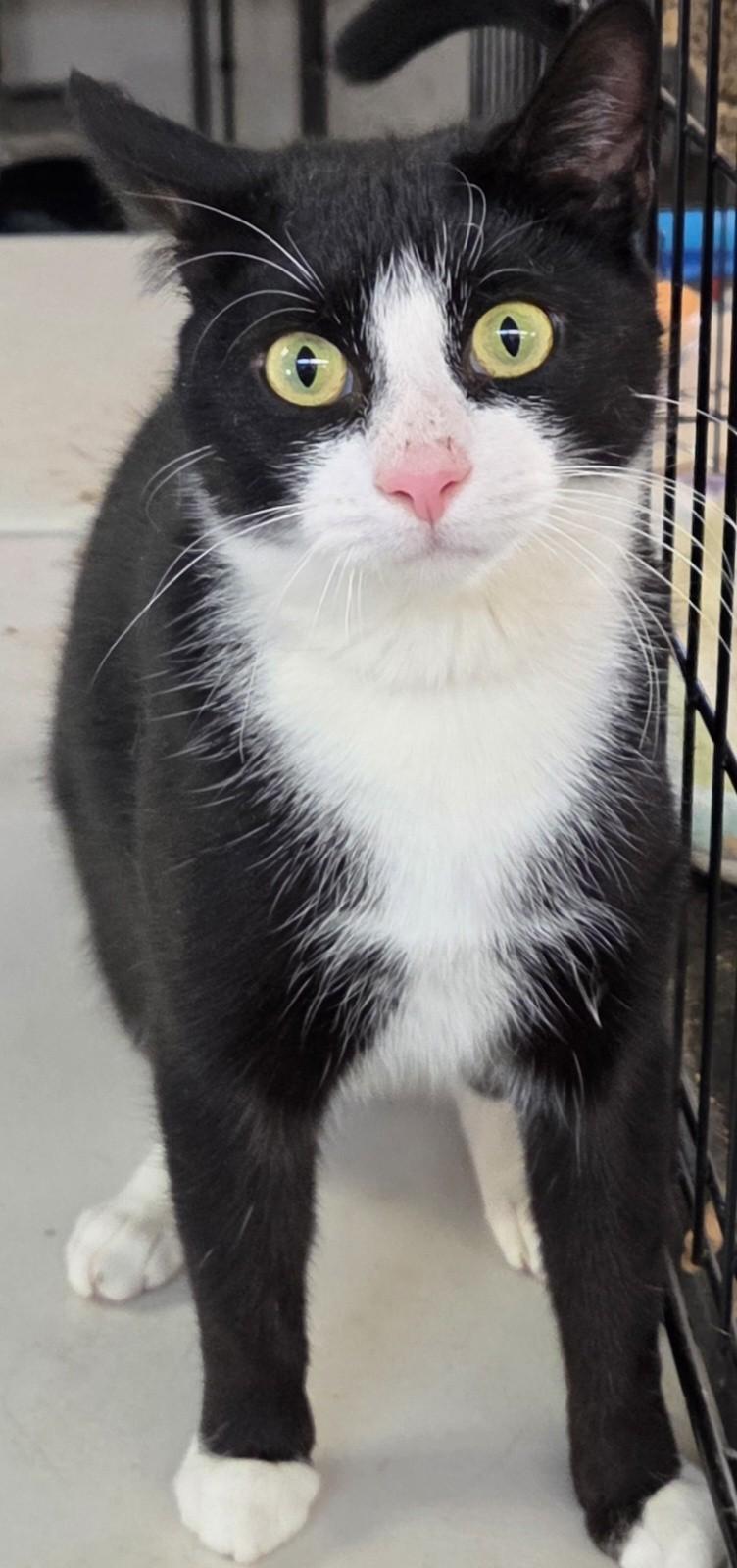 Enlarge Nelly, a ADOPTABLE Domestic Short Hair in Mansfield Center, CT image 2/3
