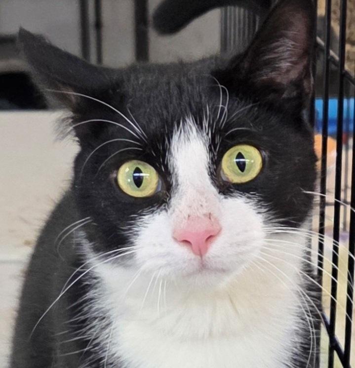 Enlarge Nelly, a ADOPTABLE Domestic Short Hair in Mansfield Center, CT image 1/3