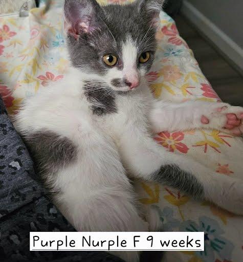 Purple Nurple