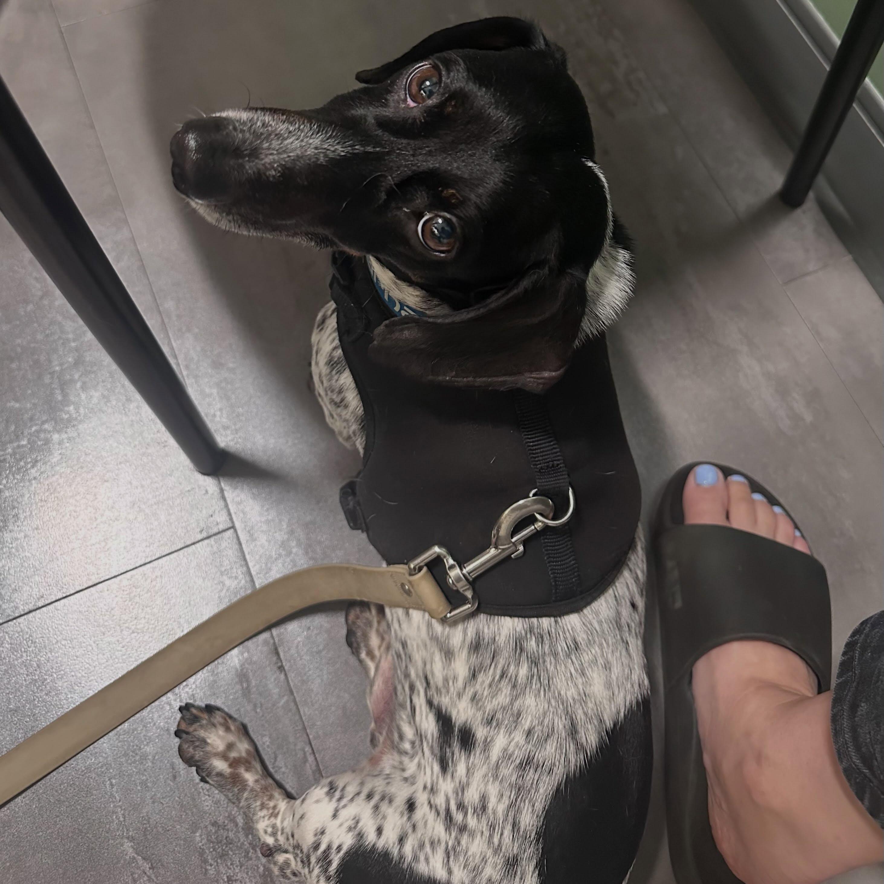 Enlarge Lincoln (Coming Soon), a ADOPTABLE Dachshund in Portland, OR image 2/4
