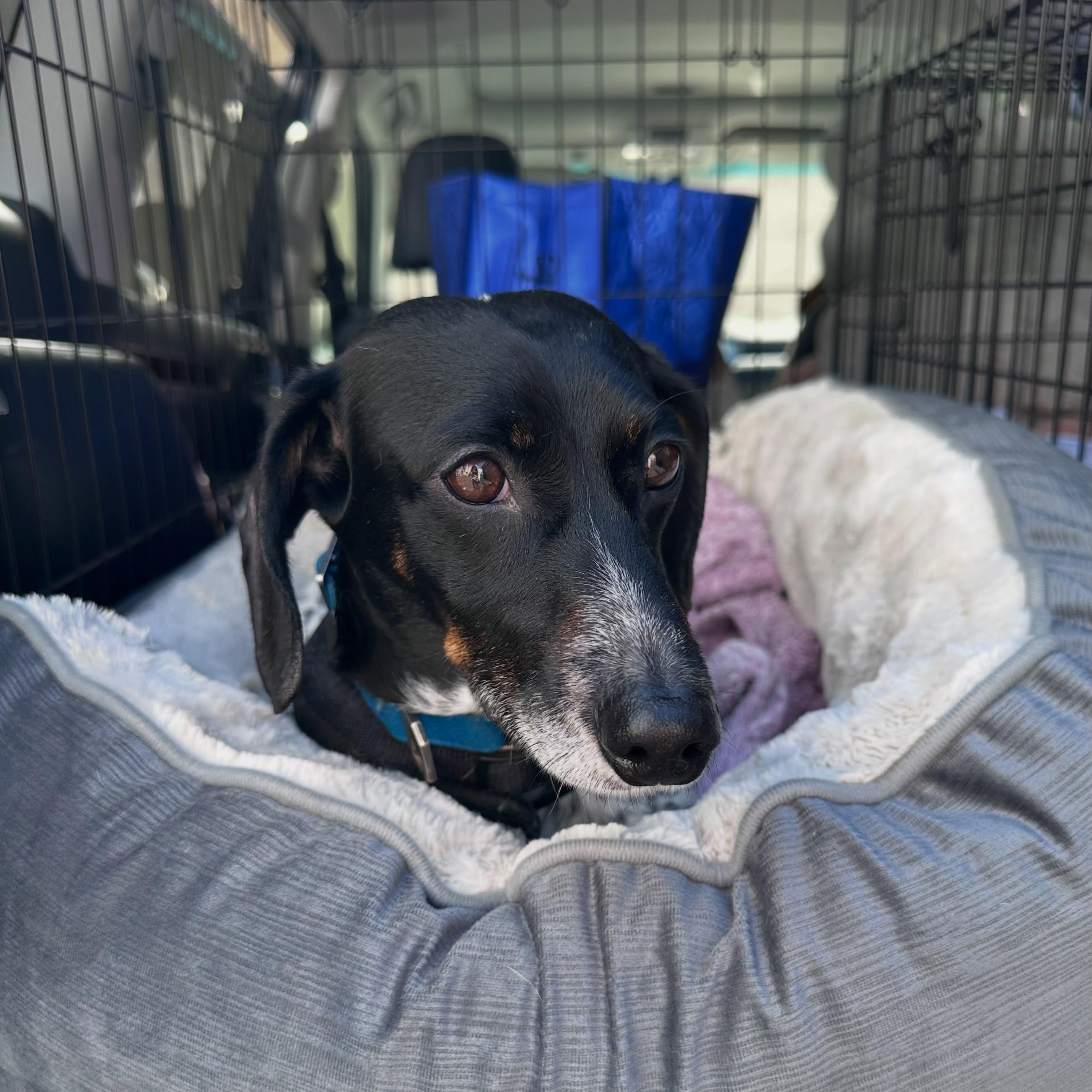 Enlarge Lincoln (Coming Soon), a ADOPTABLE Dachshund in Portland, OR image 3/4