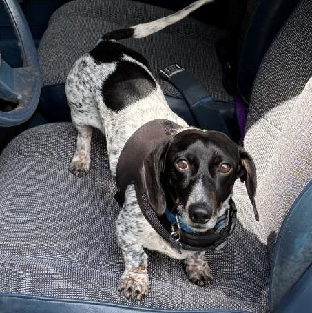 Enlarge Lincoln (Coming Soon), a ADOPTABLE Dachshund in Portland, OR image 1/4