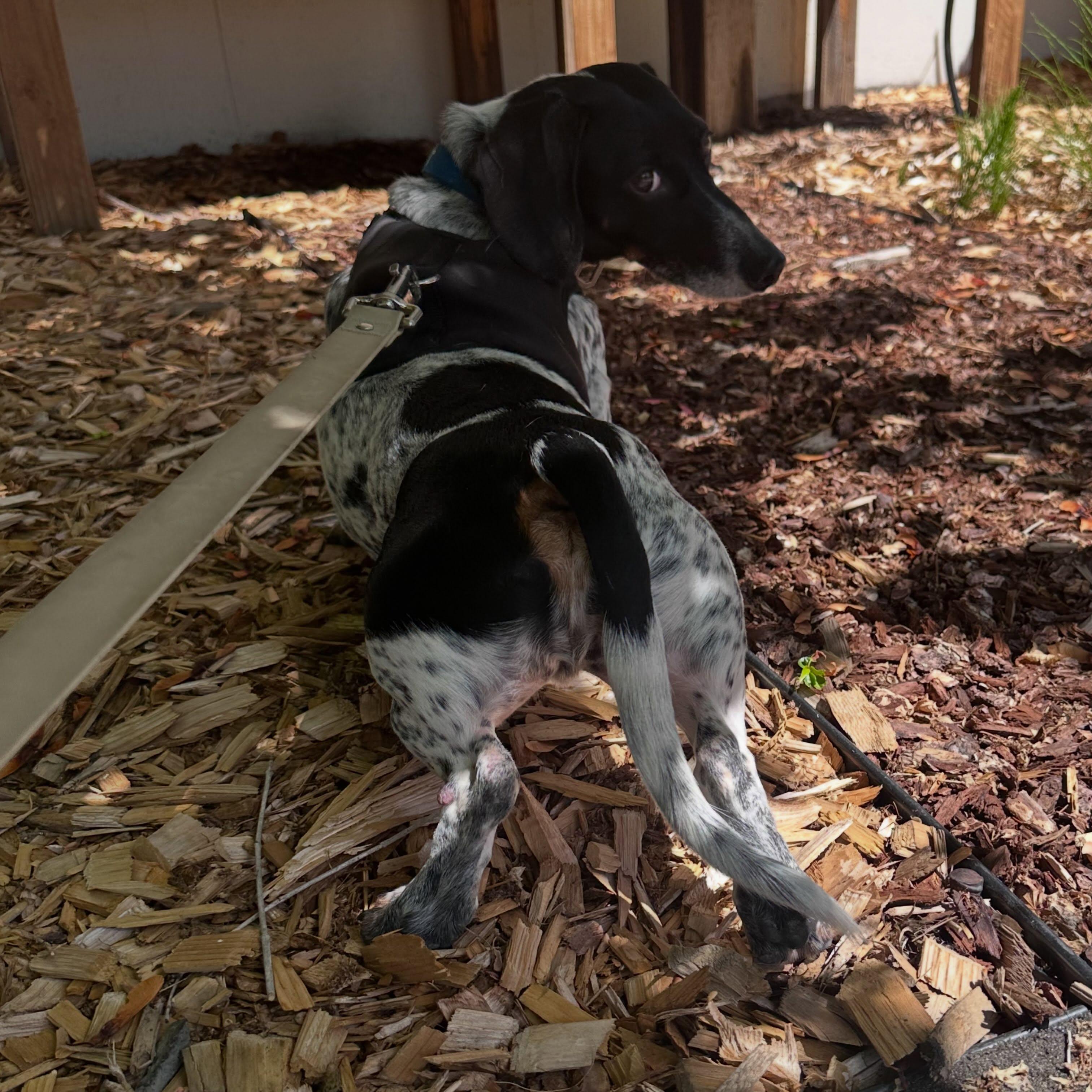 Enlarge Lincoln (Coming Soon), a ADOPTABLE Dachshund in Portland, OR image 4/4