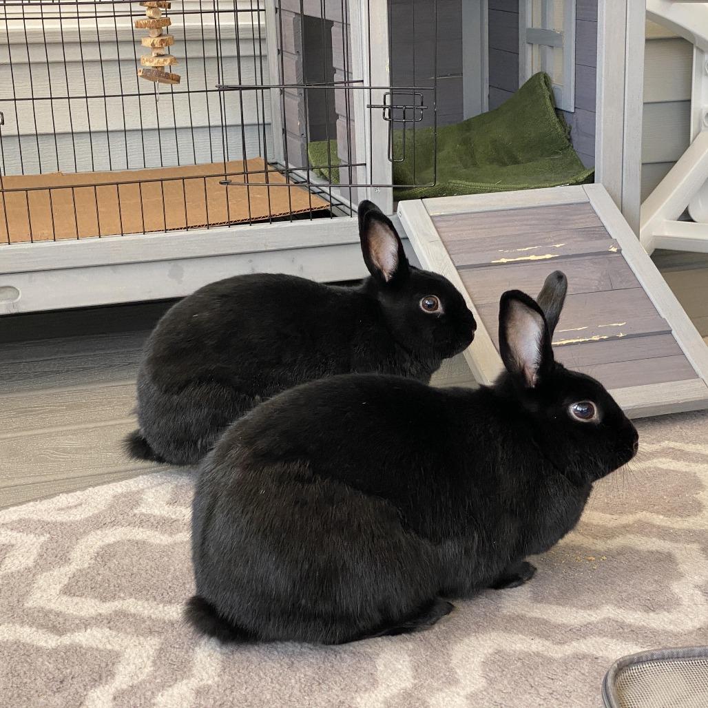 Midnight, Adoptable, Senior Male Havana & American.