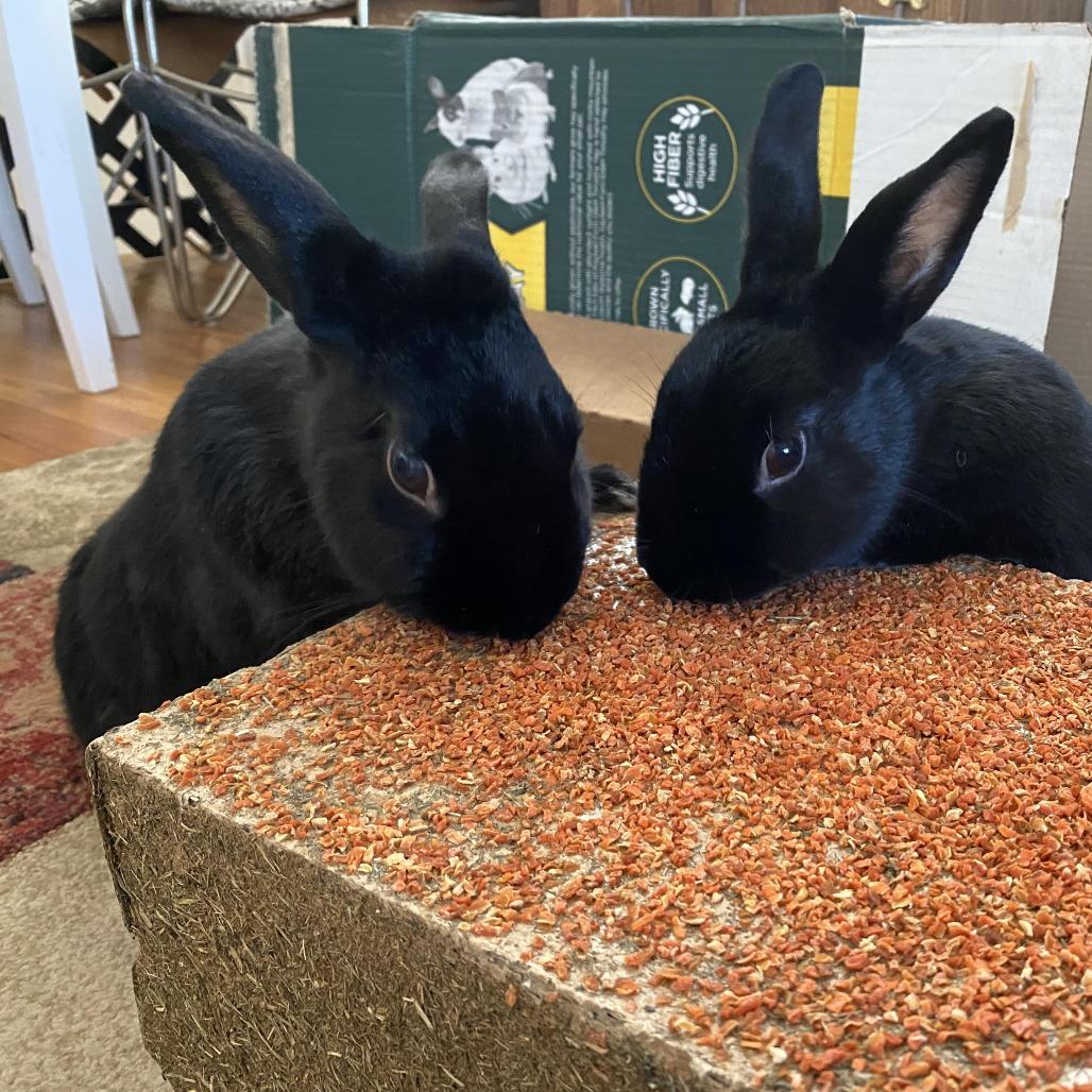 Enlarge Midnight, a Adoptable mixed breed in Cream Ridge, NJ image 3/3