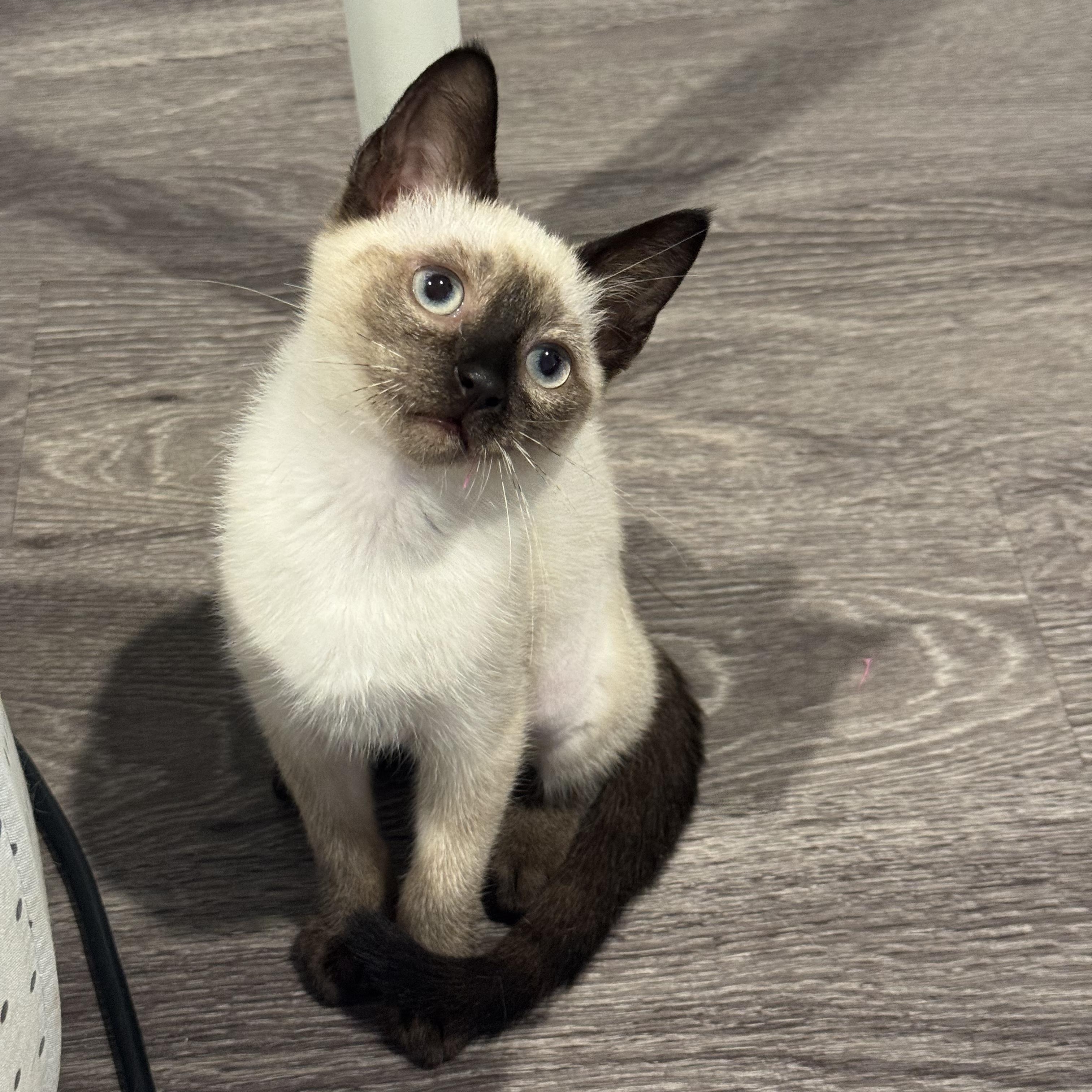 Yuzu (3 months), adopted, Kitten Female Siamese.