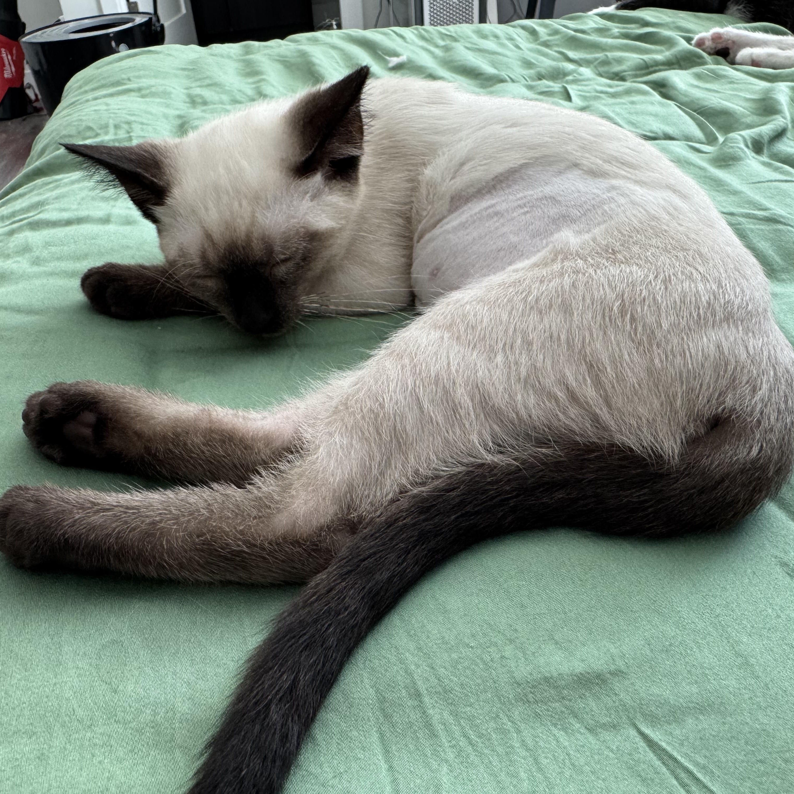 Yuzu (3 months), an adopted Siamese in Santa Monica, CA image 2/5