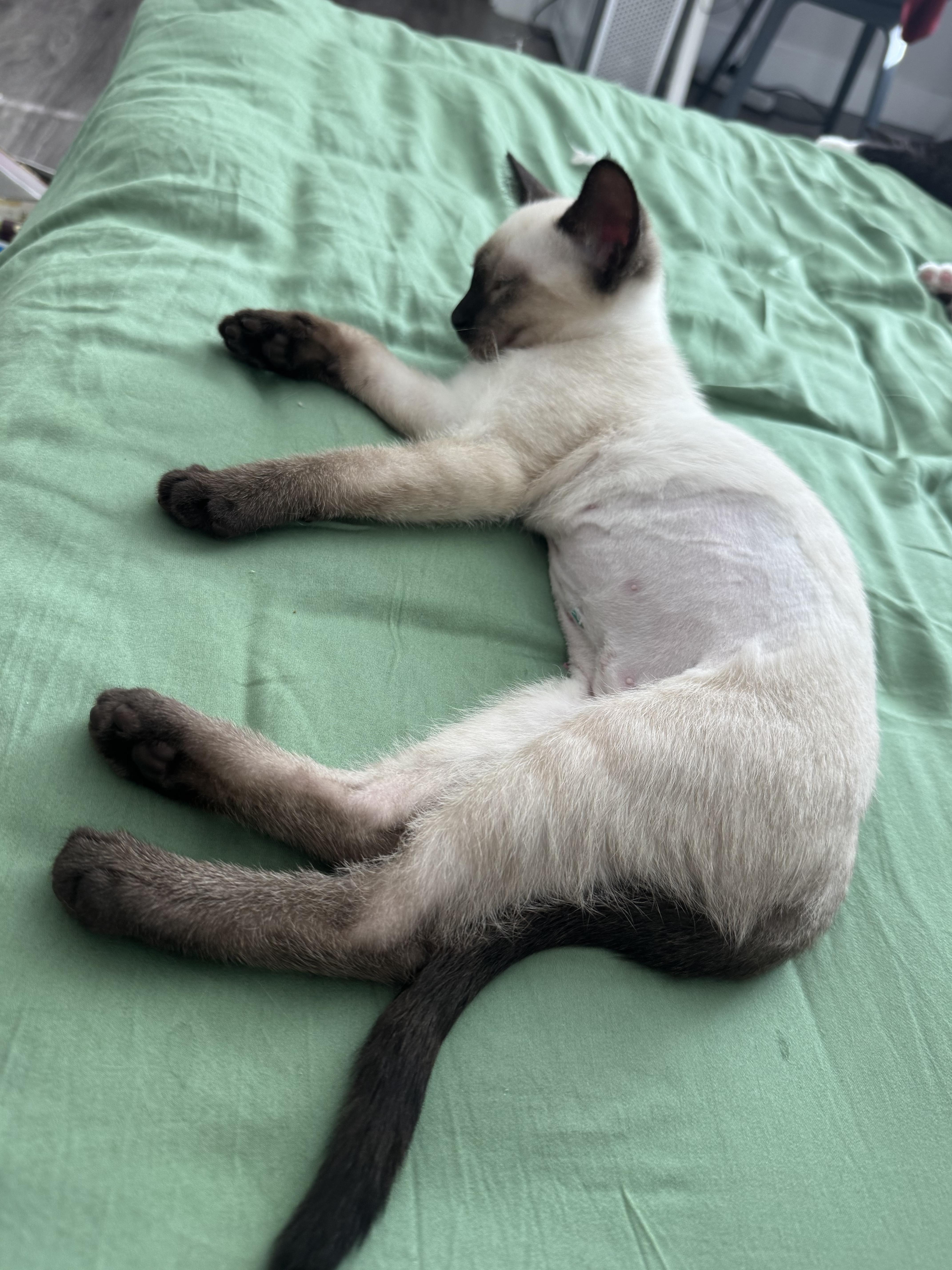 Yuzu (3 months), an adopted Siamese in Santa Monica, CA image 4/5