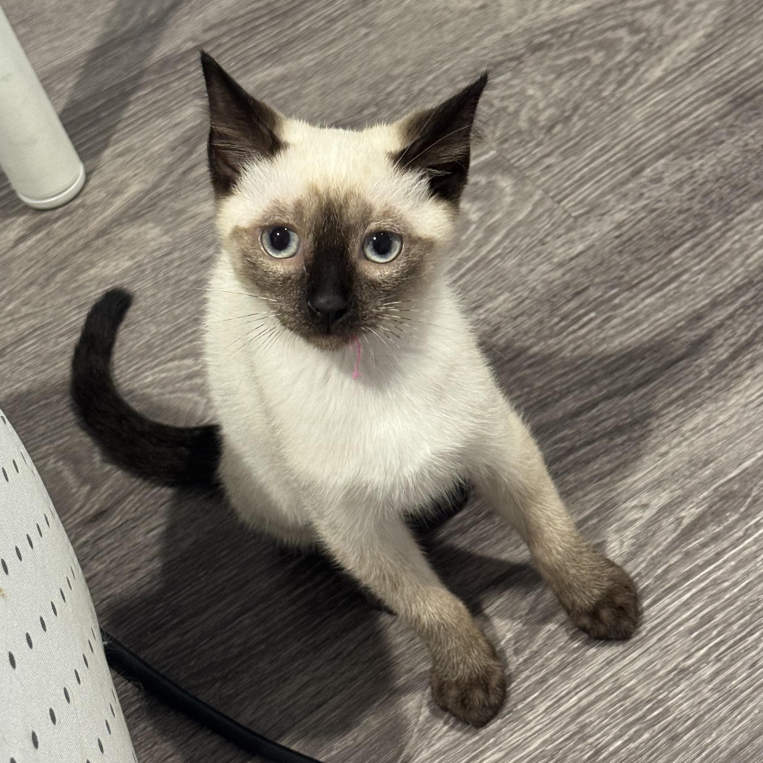 Yuzu (3 months), an adopted Siamese in Santa Monica, CA image 3/5