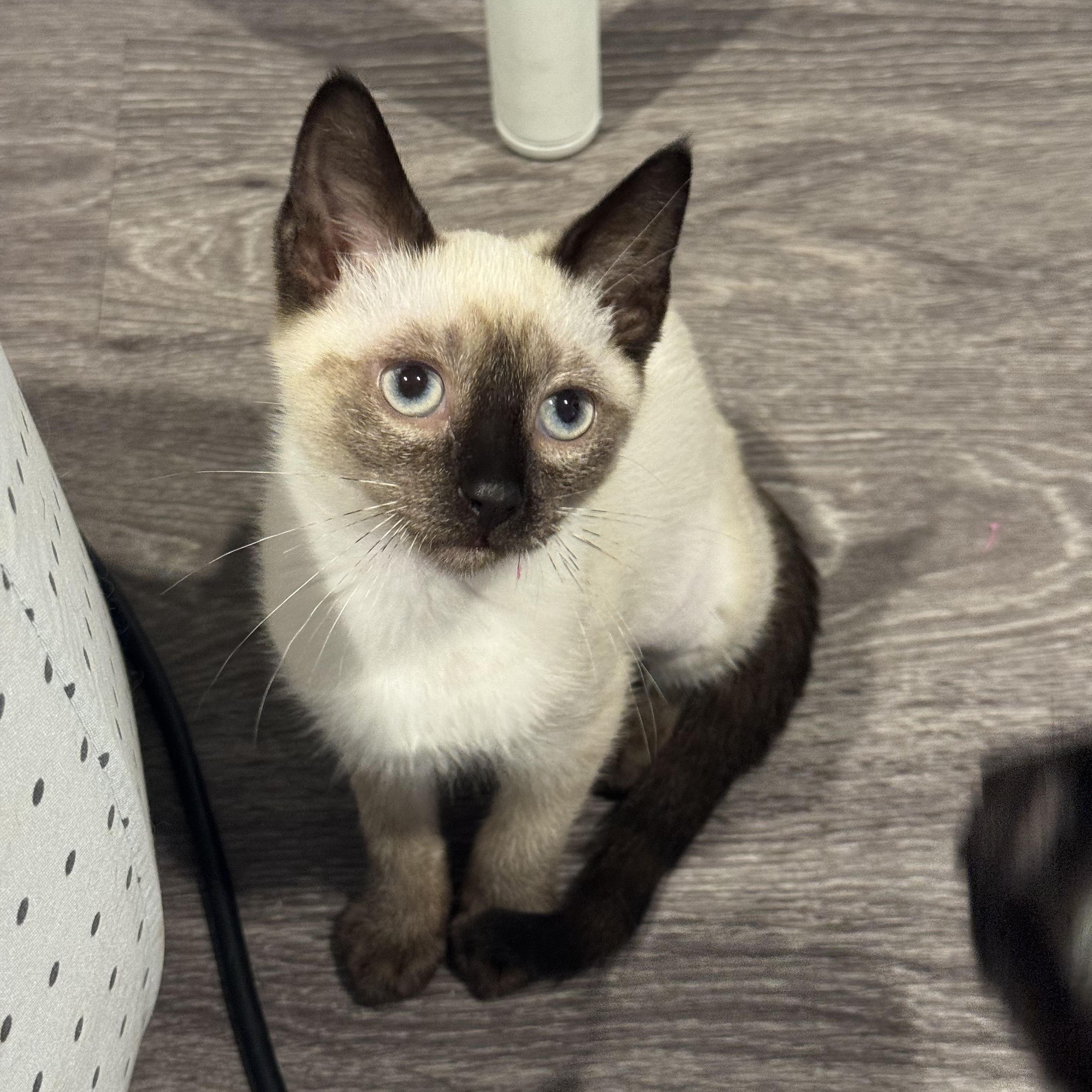 Yuzu (3 months), an adopted Siamese in Santa Monica, CA image 5/5