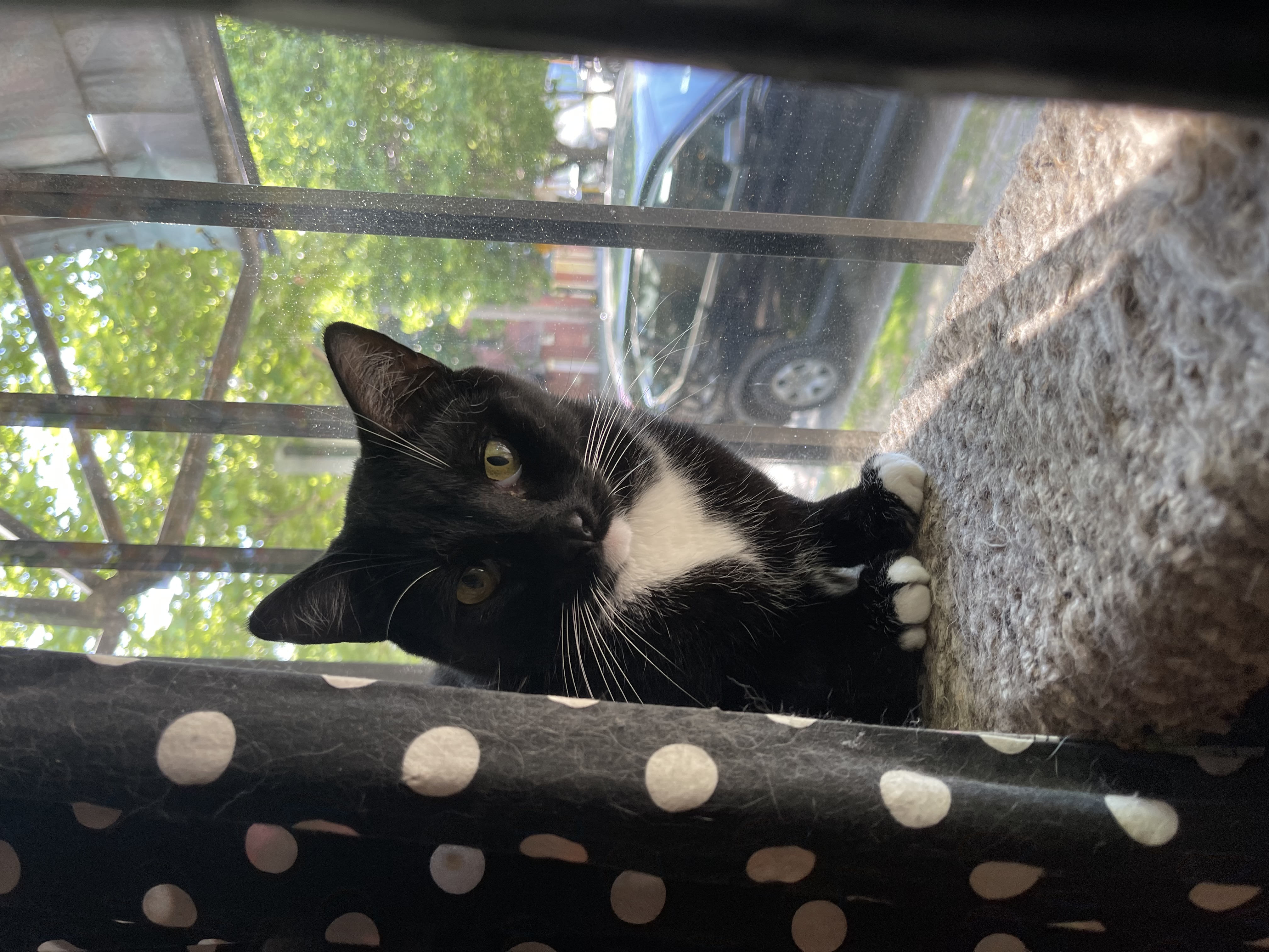 Enlarge Bobby, a Adoptable Domestic Short Hair in New Haven, CT image 7/8