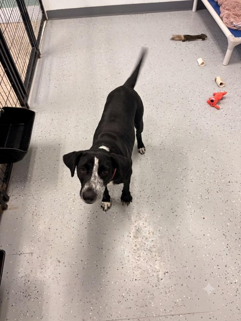 Enlarge Tennessee, a Adoptable Labrador Retriever in Heber City, UT image 1/1
