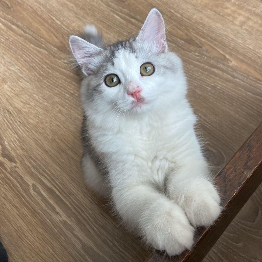 Casper-BEATRICE FAYE MATIAS, adopted, Kitten Male Ragdoll.