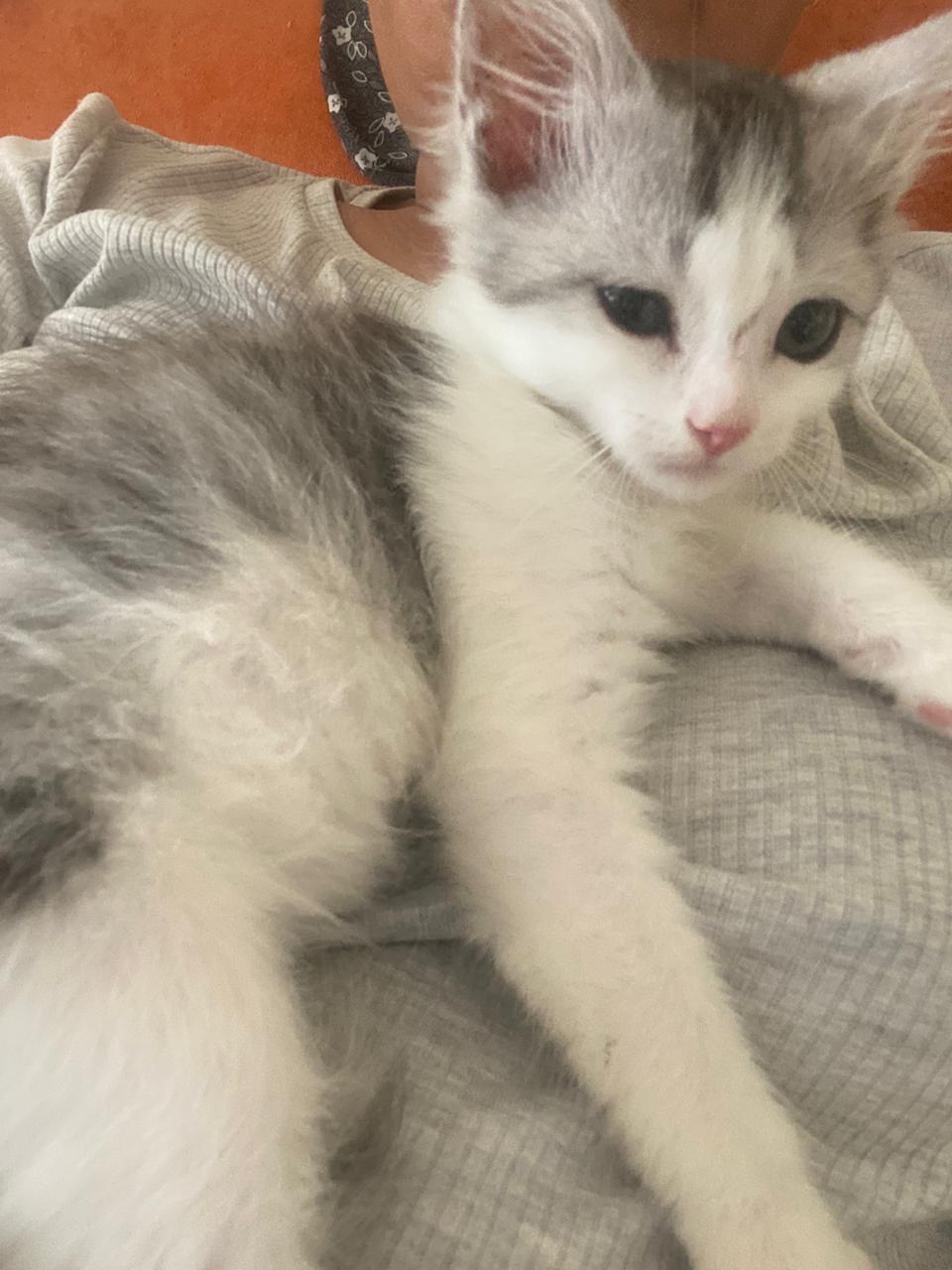 Enlarge Casper-BEATRICE FAYE MATIAS, an adopted mixed breed in Brampton, ON image 2/4