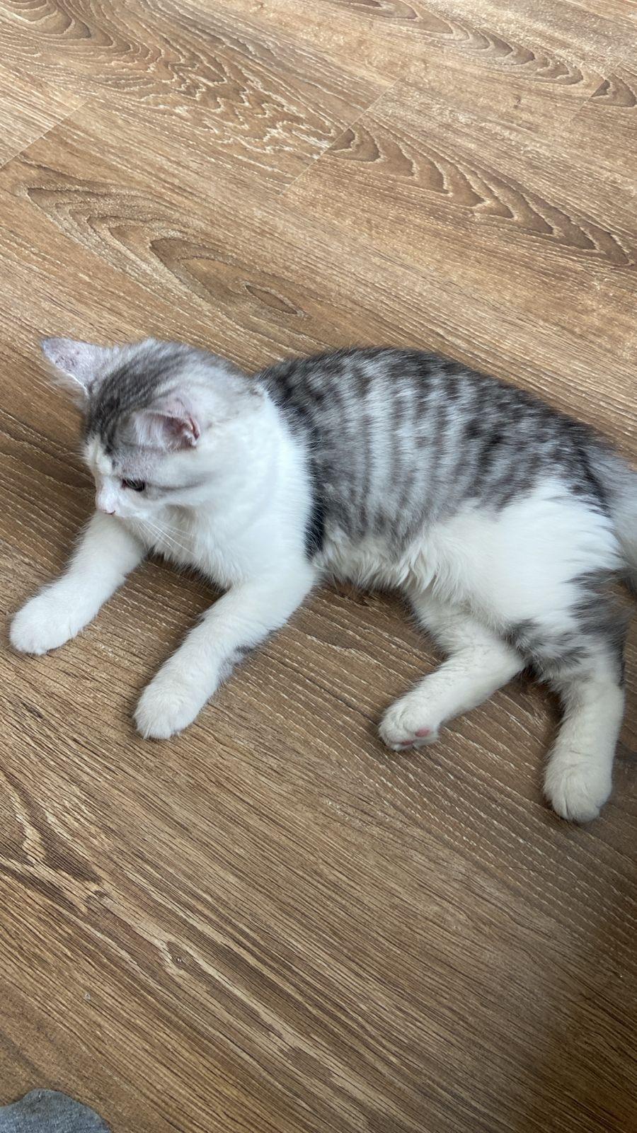 Enlarge Casper-BEATRICE FAYE MATIAS, an adopted mixed breed in Brampton, ON image 4/4