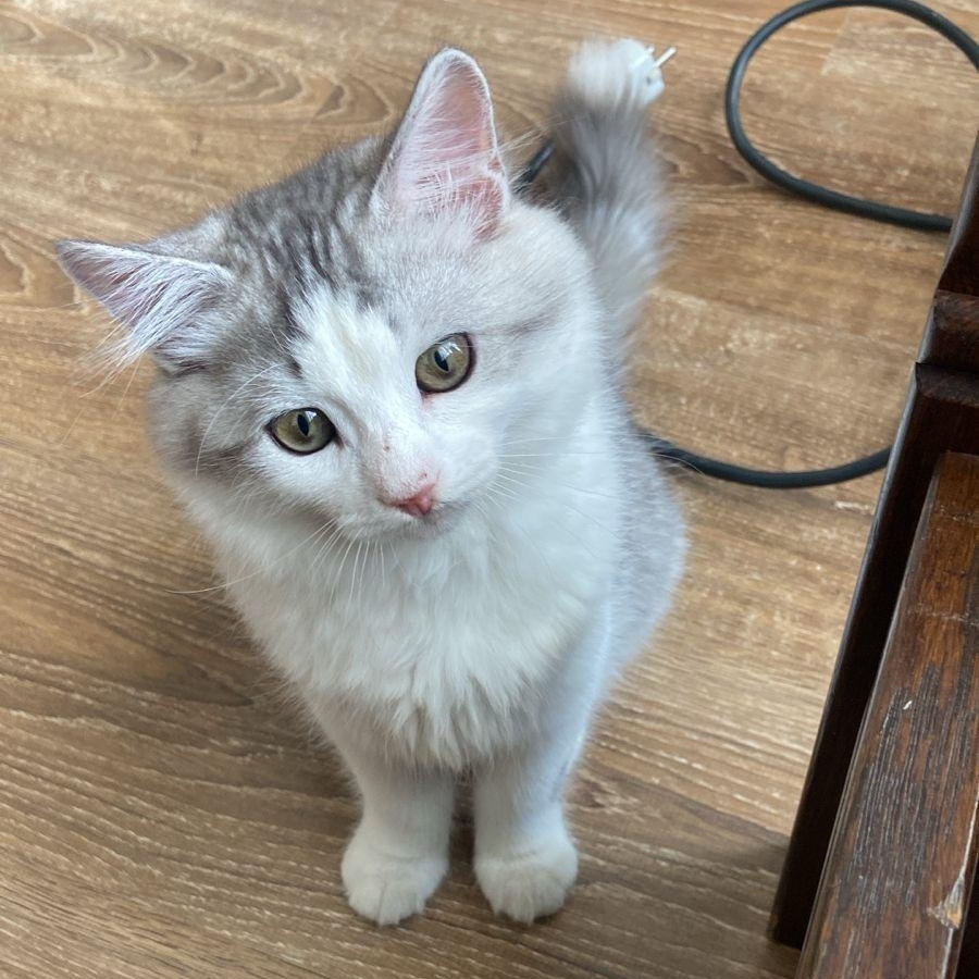 Enlarge Casper-BEATRICE FAYE MATIAS, an adopted mixed breed in Brampton, ON image 3/4