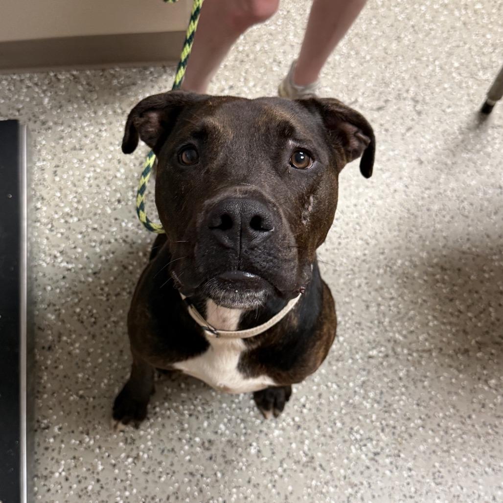 Skip, Adoptable, Adult Male Boxer & American Staffordshire Terrier.