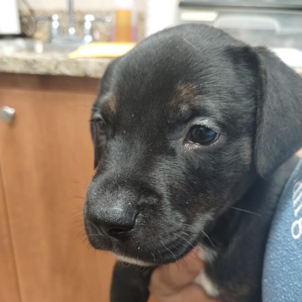 Enlarge Skip, a Adoptable mixed breed in Norfolk, NE image 3/6