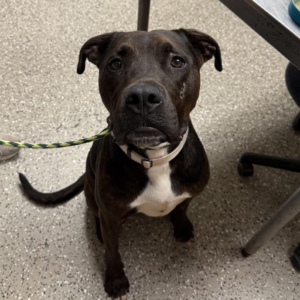 Enlarge Skip, a Adoptable mixed breed in Norfolk, NE image 4/6