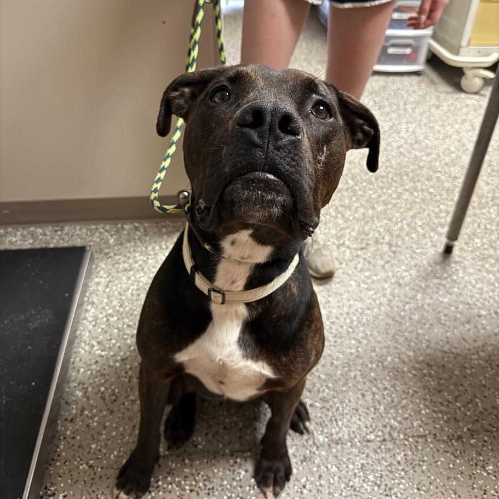 Enlarge Skip, a Adoptable mixed breed in Norfolk, NE image 5/6