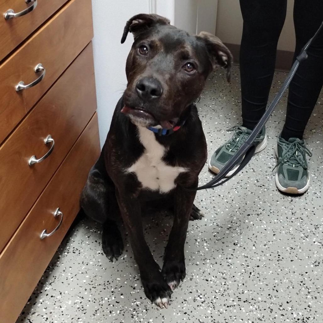 Enlarge Skip, a Adoptable mixed breed in Norfolk, NE image 6/6
