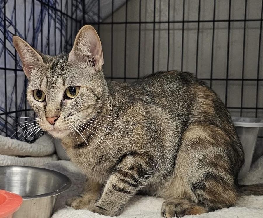 AC River, Adoptable, Young Female Domestic Short Hair.