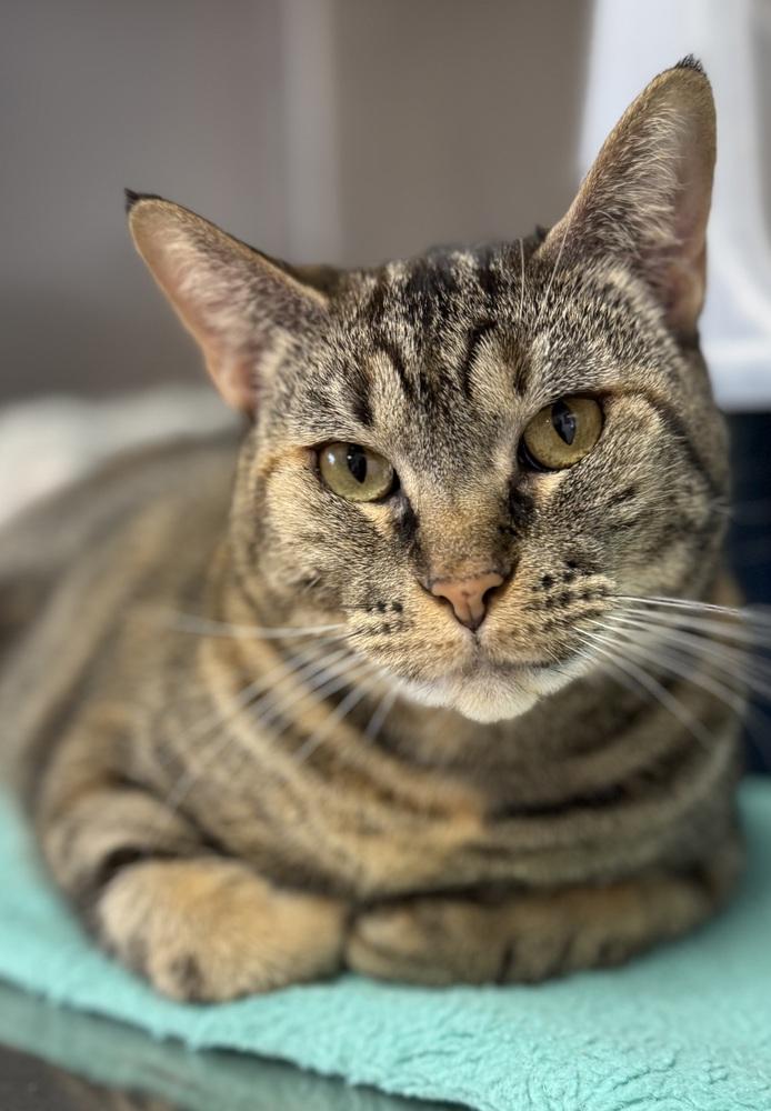 Enlarge AC River, a Adoptable Domestic Short Hair in Fremont, NE image 2/2