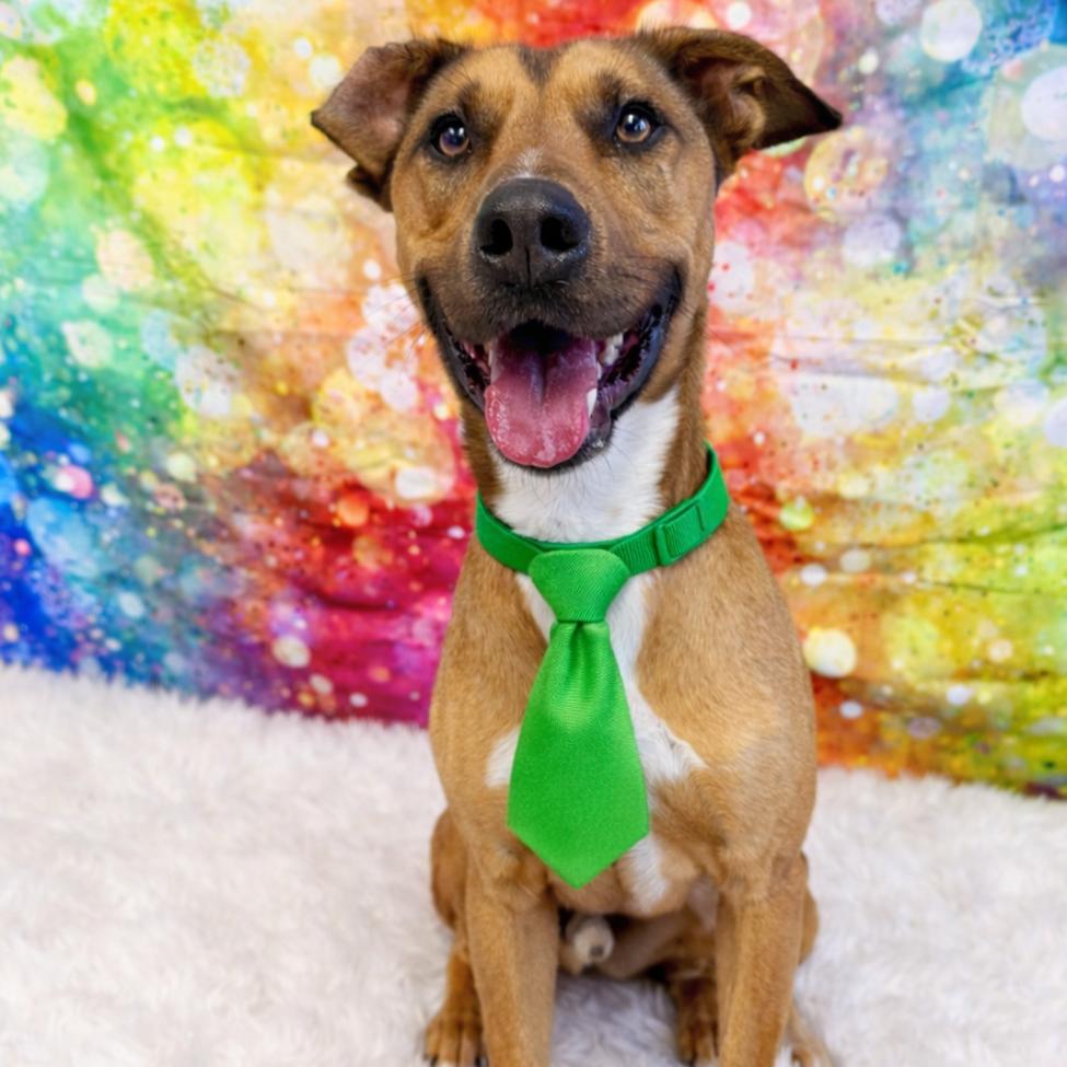 JoJo, Adoptable, Adult Male Shepherd & Mixed Breed.