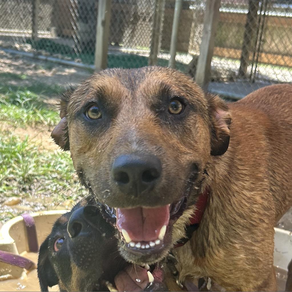 Enlarge JoJo, a Adoptable mixed breed in Binghamton, NY image 2/6