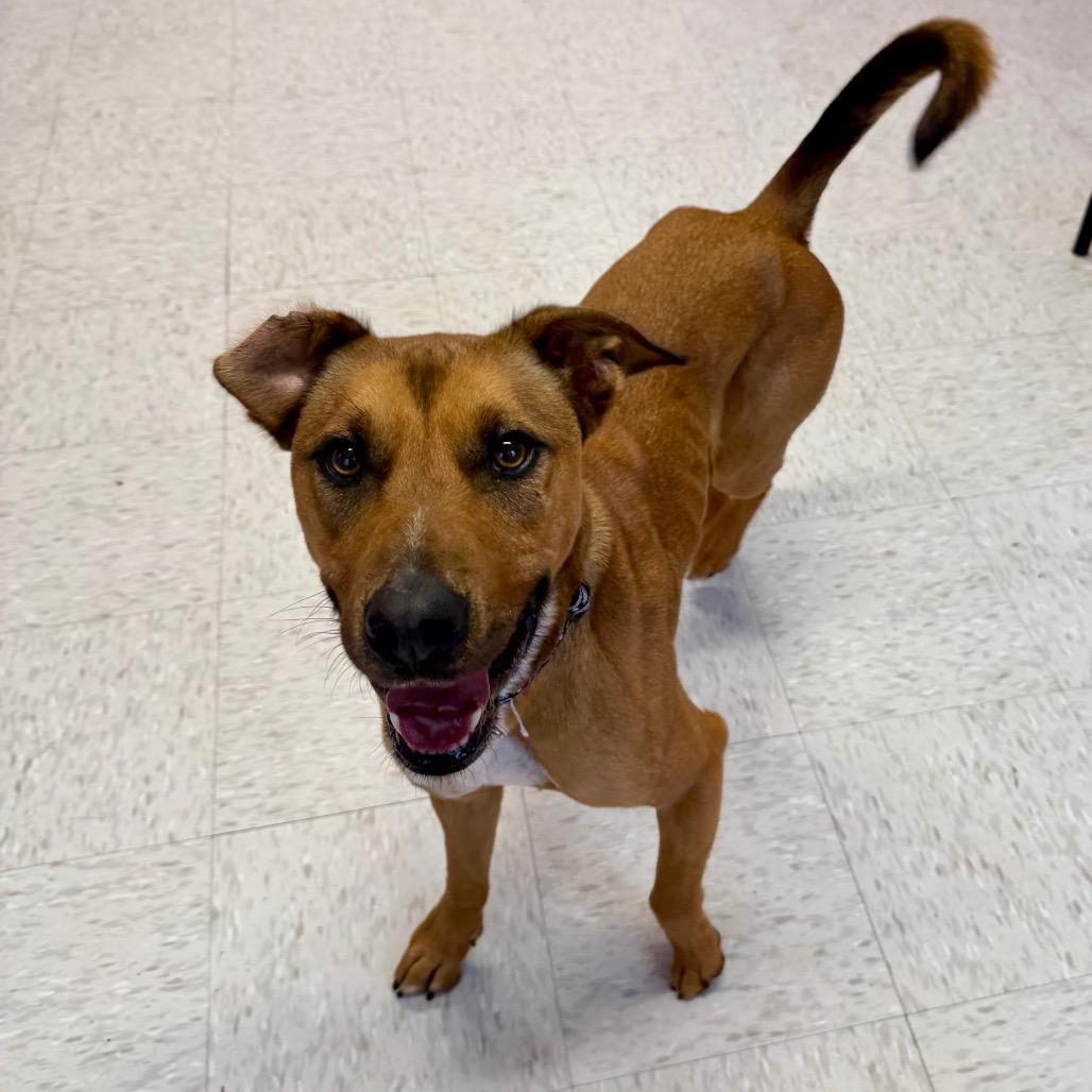 Enlarge JoJo, a Adoptable mixed breed in Binghamton, NY image 3/6