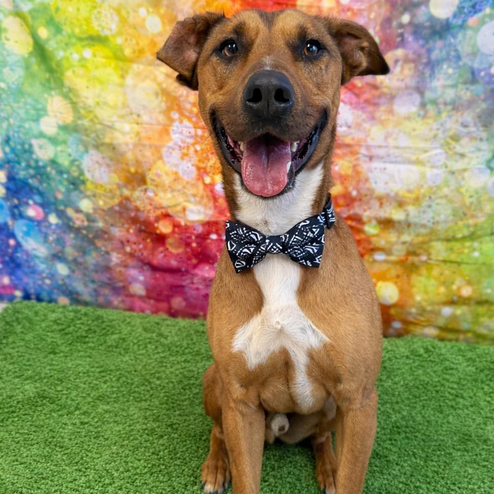 Enlarge JoJo, a Adoptable mixed breed in Binghamton, NY image 4/6