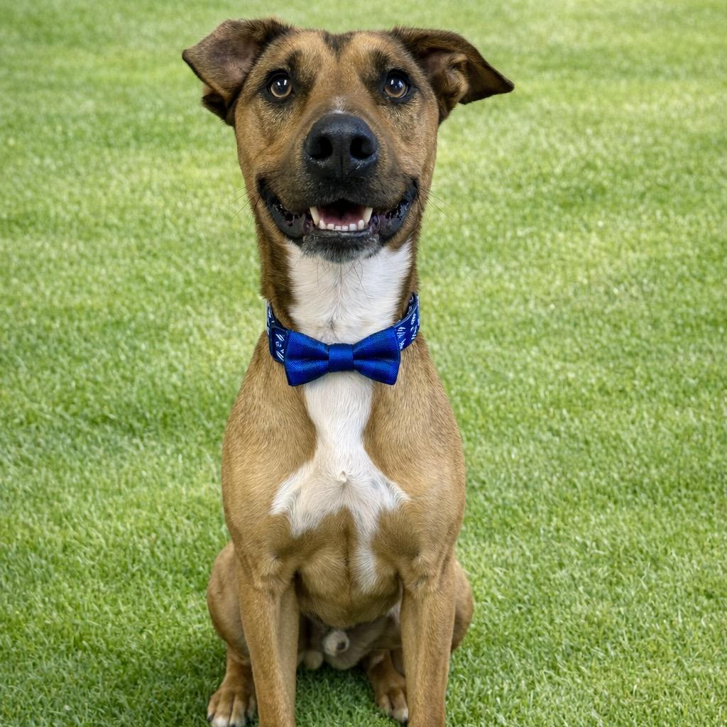 Enlarge JoJo, a Adoptable mixed breed in Binghamton, NY image 5/6