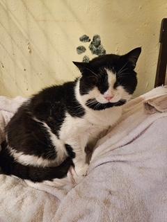 Big Joe, adopted, Adult Male Domestic Short Hair.
