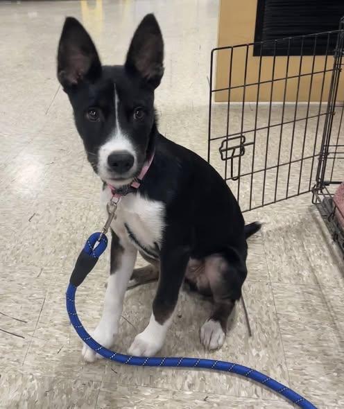 Enlarge Odie, a Adopted mixed breed in Mesquite, TX image 1/3