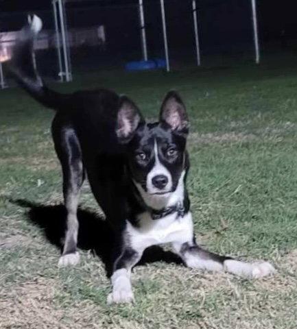 Enlarge Odie, a Adopted mixed breed in Mesquite, TX image 2/3