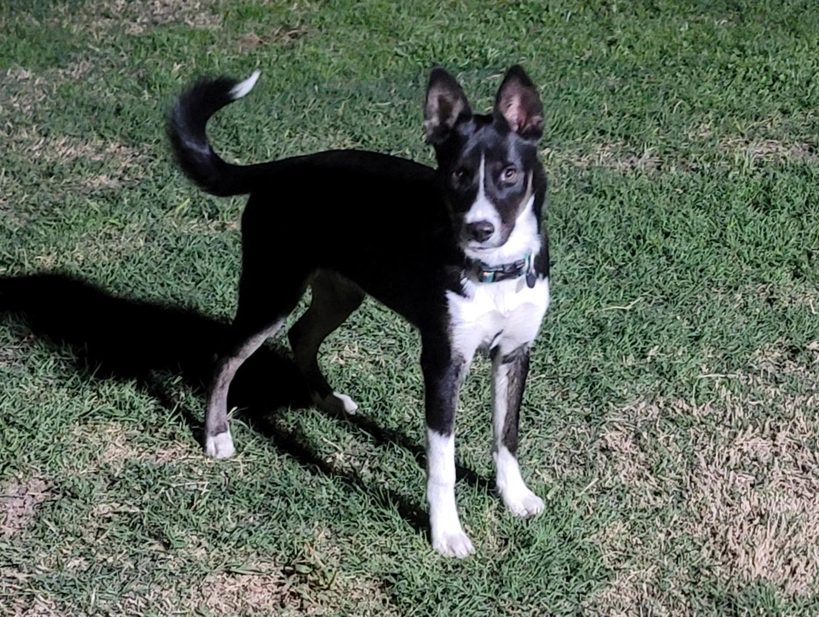 Enlarge Odie, a Adopted mixed breed in Mesquite, TX image 3/3