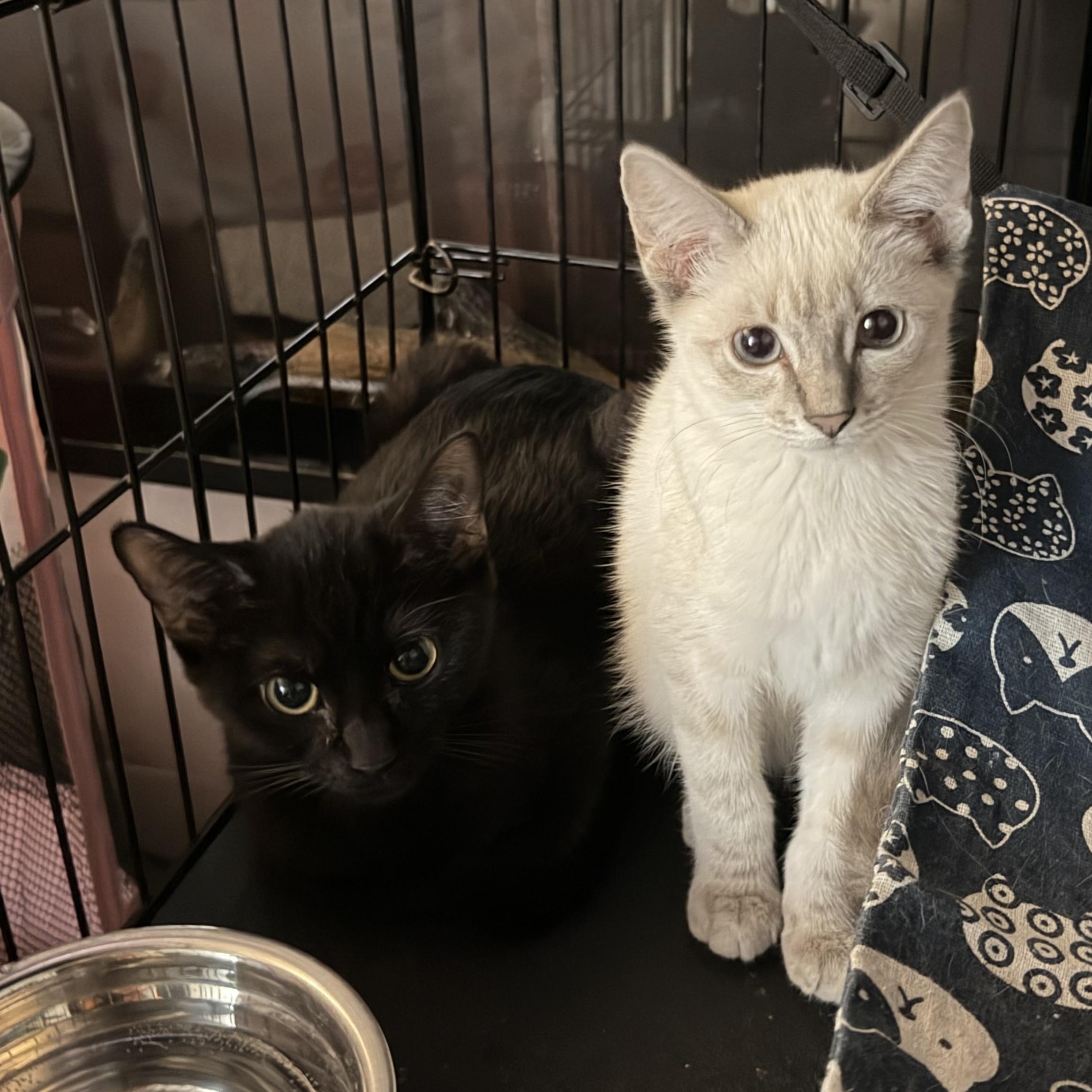 Enlarge Miss Piggy, a ADOPTABLE Domestic Short Hair in Tulsa, OK image 4/4
